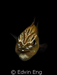 Eggs in the mouth! Taken in Mabul with Canon G9, Inon Z24... by Edvin Eng 
